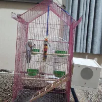 عروس هلندی|پرنده|جیرفت, |دیوار