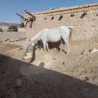 مادیان  اصیل وارام