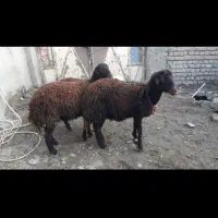 بره ماده افشاری