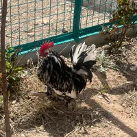 خروس پا پری نژاددار