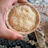 فروش برنج کامفیروزی به شرط|خوردنی و آشامیدنی|کامفیروز, |دیوار