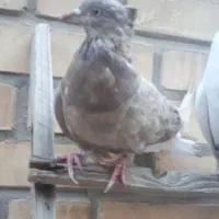 ماده اشعل ۱۴ پر|پرنده|بندر ماهشهر, |دیوار