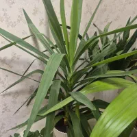 گل یوکا بنسای