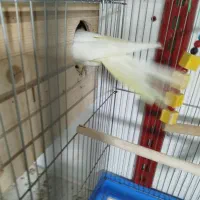 عروس هلندی جفت مولد