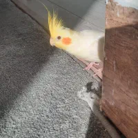 عروس هلندی گمشده