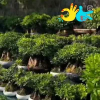 فروش بن سای میخک|گل و گیاه طبیعی|لاهیجان, خمیر کلایه|دیوار