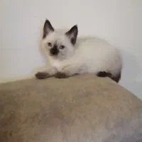 توله سیامی اصیل و کاملا خالص|گربه|قائمشهر, |دیوار