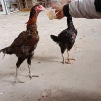 مرغ لاری قلم سبز