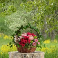 پرستار سالمند