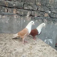 کفتر کلاغ کربلایی کله سفید با جوجه مسافتی پلاکی