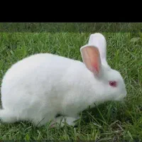 خرگوش خونگی|موش و خرگوش|امیدیه, |دیوار