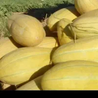 خربزه مشهدی و هندوانه، خربزه گاوی موجود میباشد