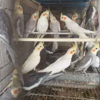 عروس باجوجه