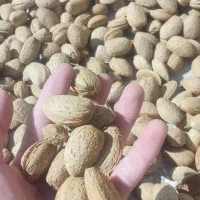 فروش محصولات سنتی و محلی    بادام گردو و....