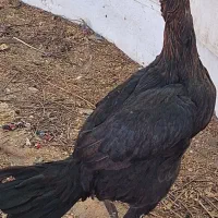 مرغ وخروس لاری اصیل|حیوانات مزرعه|بندرعباس, |دیوار