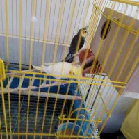 عروس هلندی با جوجه