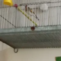 سهره سرخ دوساله جفتی قناری|پرنده|اندیمشک, |دیوار