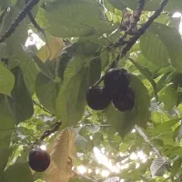 کلبه کنار رودخانه اوشان آهار|اجارهٔ کوتاهمدت ویلا و باغ|فشم, |دیوار