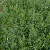 یونجه تازه خوراک مرغ و خروس وخرگوش و همستر