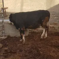 گوساله نر|حیوانات مزرعه|قیدار, |دیوار