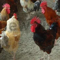 مرغ ،خروس ،بلدرچین و اردک|حیوانات مزرعه|کاشان, مزرعه نو|دیوار