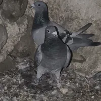 سبز|پرنده|کازرون, |دیوار