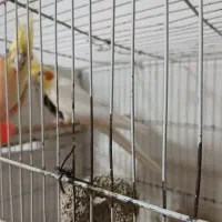 عروس هلندی البینو جفت  با جوجه