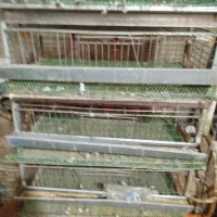 قفس بلدرچین