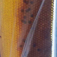 عسل صدرصد طبیعی