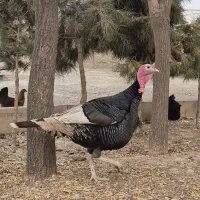 بوقلمون نر سنگین