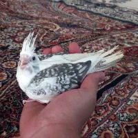 جوجه عروس هلندی