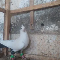 دم سیاه،پشت سرخ ،کاکلی،کبوتر،