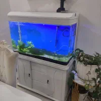 آکواریوم|ماهی|اهواز, کوی جانبازان(دانش)|دیوار