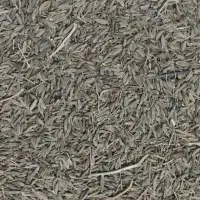 زیره سبز امسالی خوش عطر