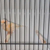 قناری ماده موزائیکی آماده|پرنده|بهبهان, |دیوار