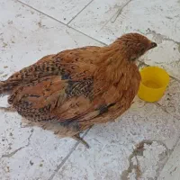 جوجه محلی