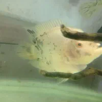 مانستر فیش|ماهی|کاشان, کارگر|دیوار