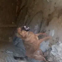 واگذاری سگ سرابی نگهبان