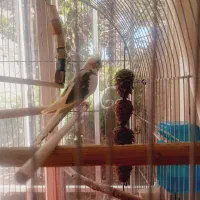 عروس هلندی