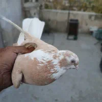 سلام ۳تا کفتر تقدیم شما عشق بازان عزیز