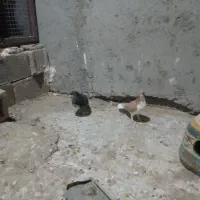 نرو ماده شهری گلدار|پرنده|جنت, |دیوار