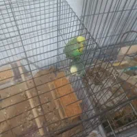 مرغ عشق باجوجه