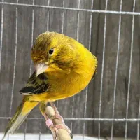 قناری ۷صدا|پرنده|بندرعباس, |دیوار