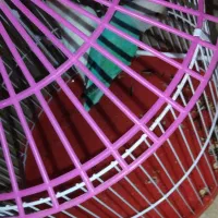 یک جفت طوطی کوتوله آماده تخم|پرنده|ایرانشهر, |دیوار