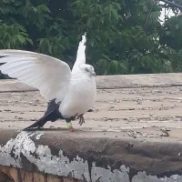 کبوتر دم سیاه اصیل