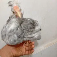 مرغ و خروس گلین طوسی نیمچه .جوجه|حیوانات مزرعه|اسلامشهر, شاطره|دیوار