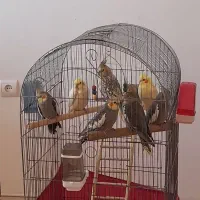 عروس هلندی سخنگو نروماده|پرنده|محمدشهر, شهرک چمران|دیوار