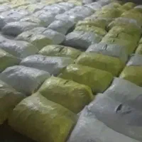 بامیه سبز|خدمات باغبانی و درختکاری|بندرعباس, |دیوار