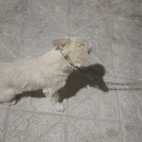 سگ پاکوتاه|سگ|زنجانرود, |دیوار