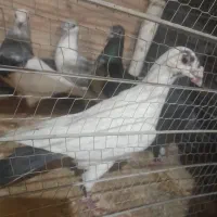 سلام حیون خوشگل